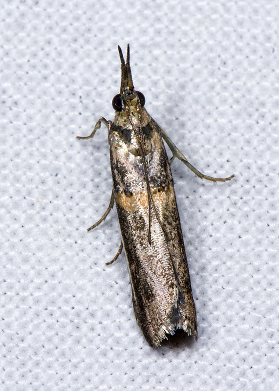 Pyralidae: Etiella zinckenella ? S